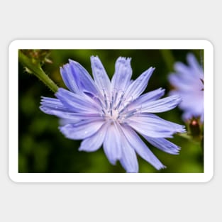 Blue chicory flower Sticker